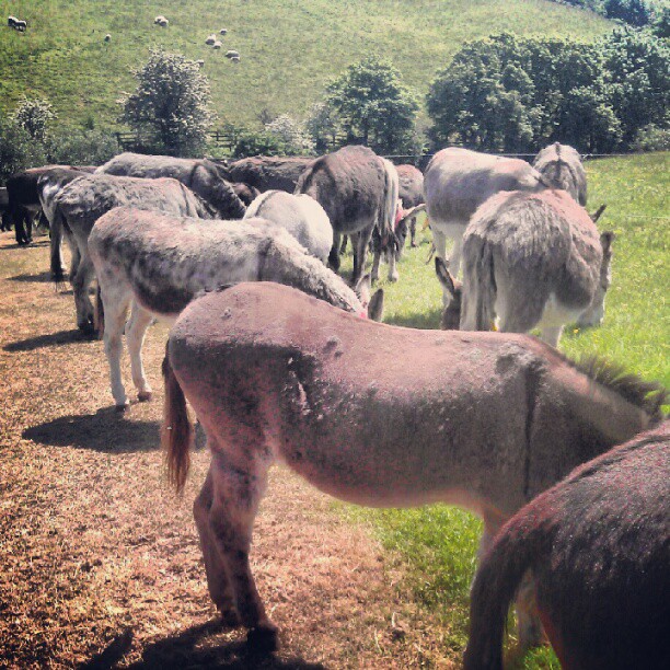 Donkeys make a very effective lawnmower, with minimal effort!