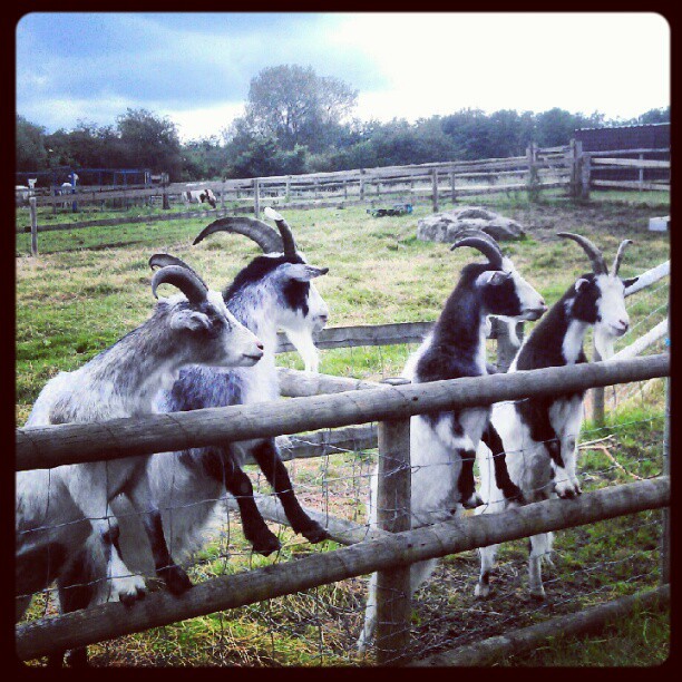 The audience at Lotmead Farm.. An audience with Billy, Billy, Billy and of course Billy!