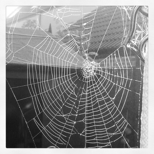 Spider's web!