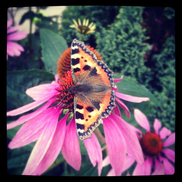 Garden Visitor