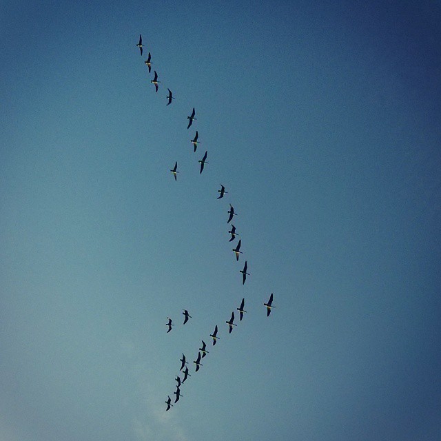 Low (and noisy!) flyby in North #Swindon this morning