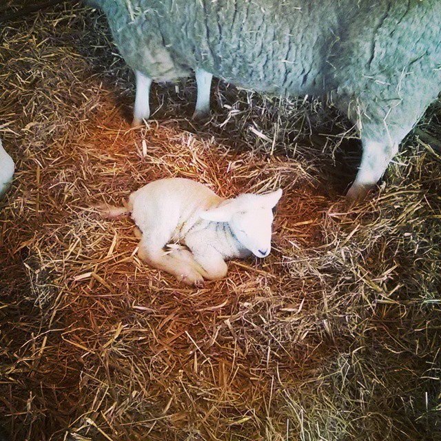 Lambing at Lackham today!