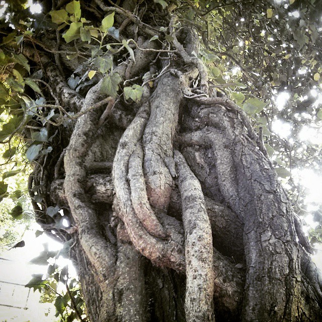 Knotted Tree