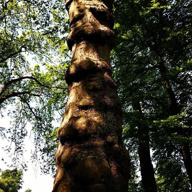 London Plane at Lacock