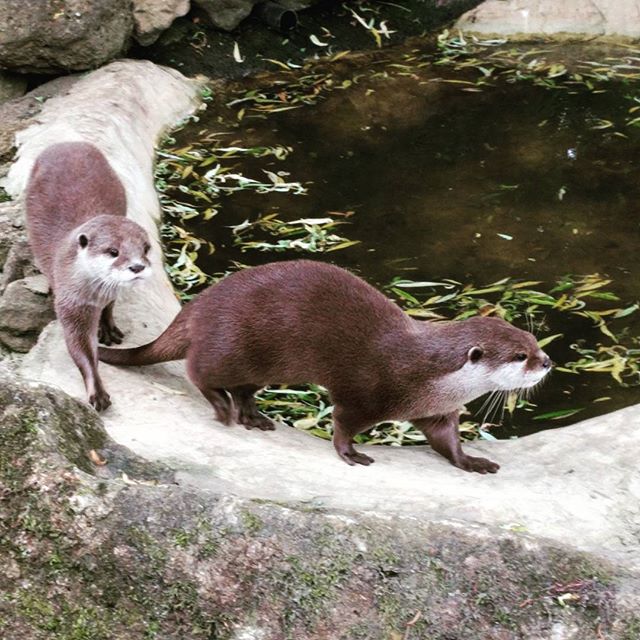 Otters!