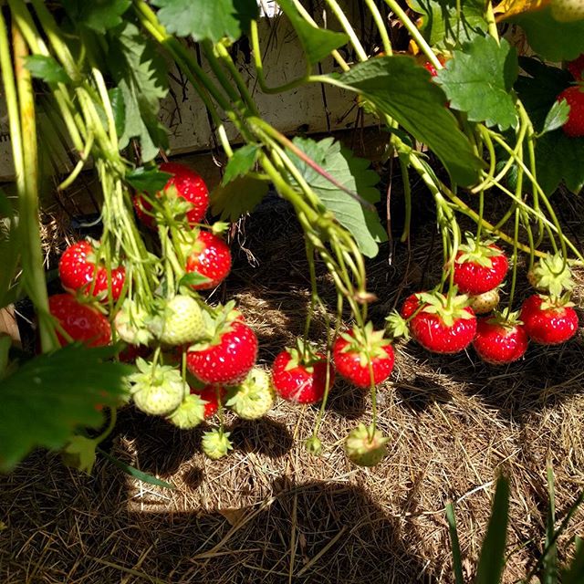 Gorgeous strawberries at Lotmead Farm today! #nofilter