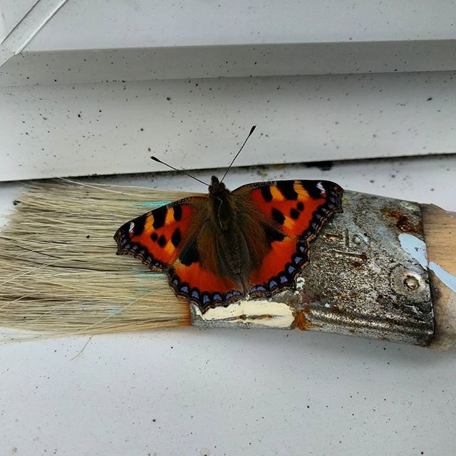 Painted Lady Butterfly (literally!)