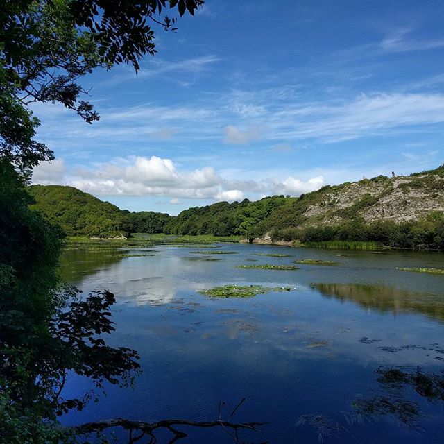 Lily Ponds