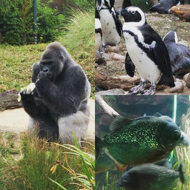 Great time at Bristol Zoo today!