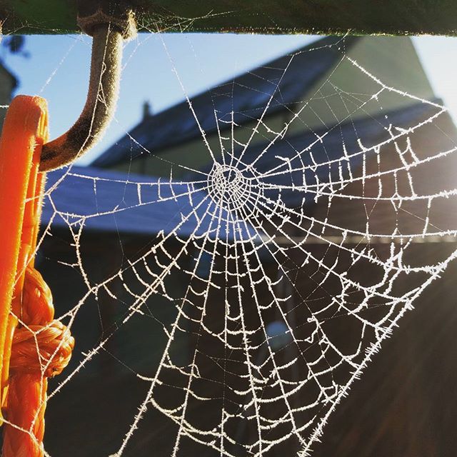 Instagram Fodder Day #cobweb