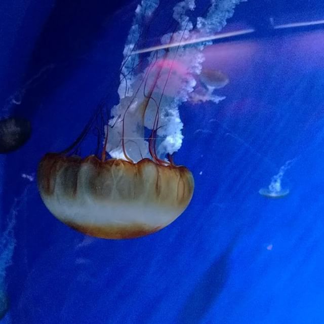 Jellyfish!