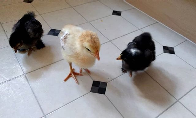 Tonight's three guests for a sleepover.... The chicks from pre-school, Marshall, Daisy and Pom-Pom (what happens when you let a bunch of pre-schoolers name animals!)