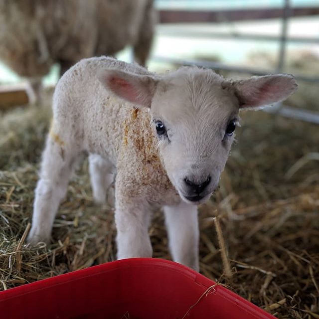 Lambs! Roger's Farm in Purton