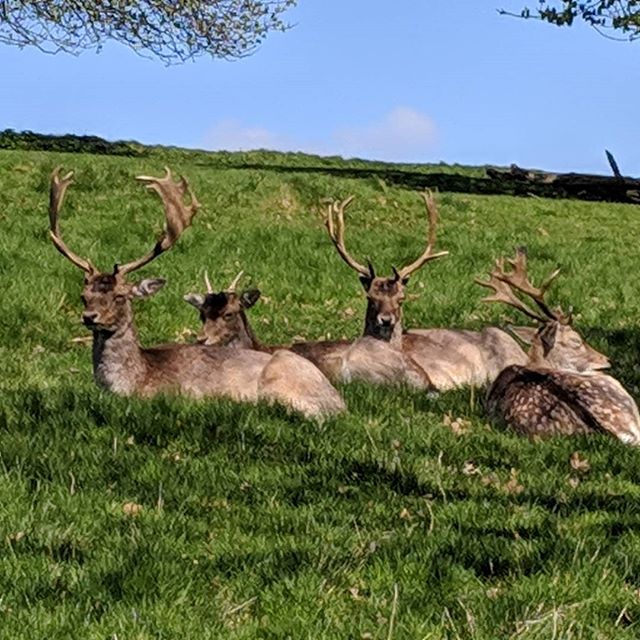 We met a lovely family at #dyrhampark today, several were nickname Sven and Rudolph  #NationalTrust