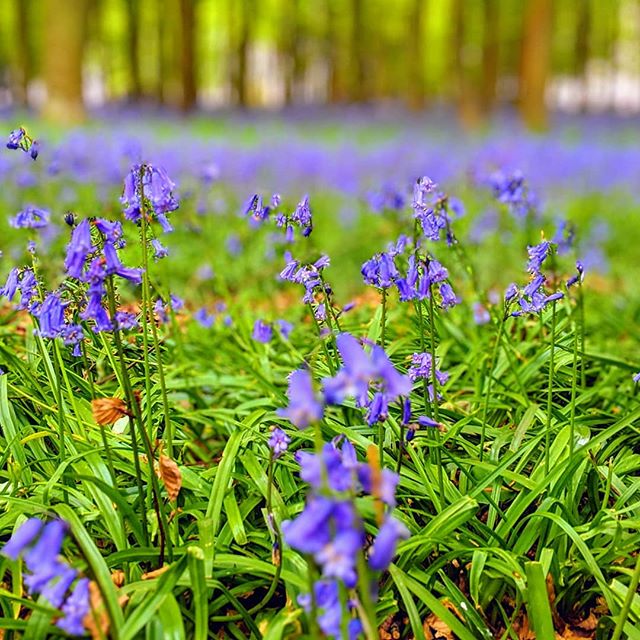 Bluebells at Badbury Clump!