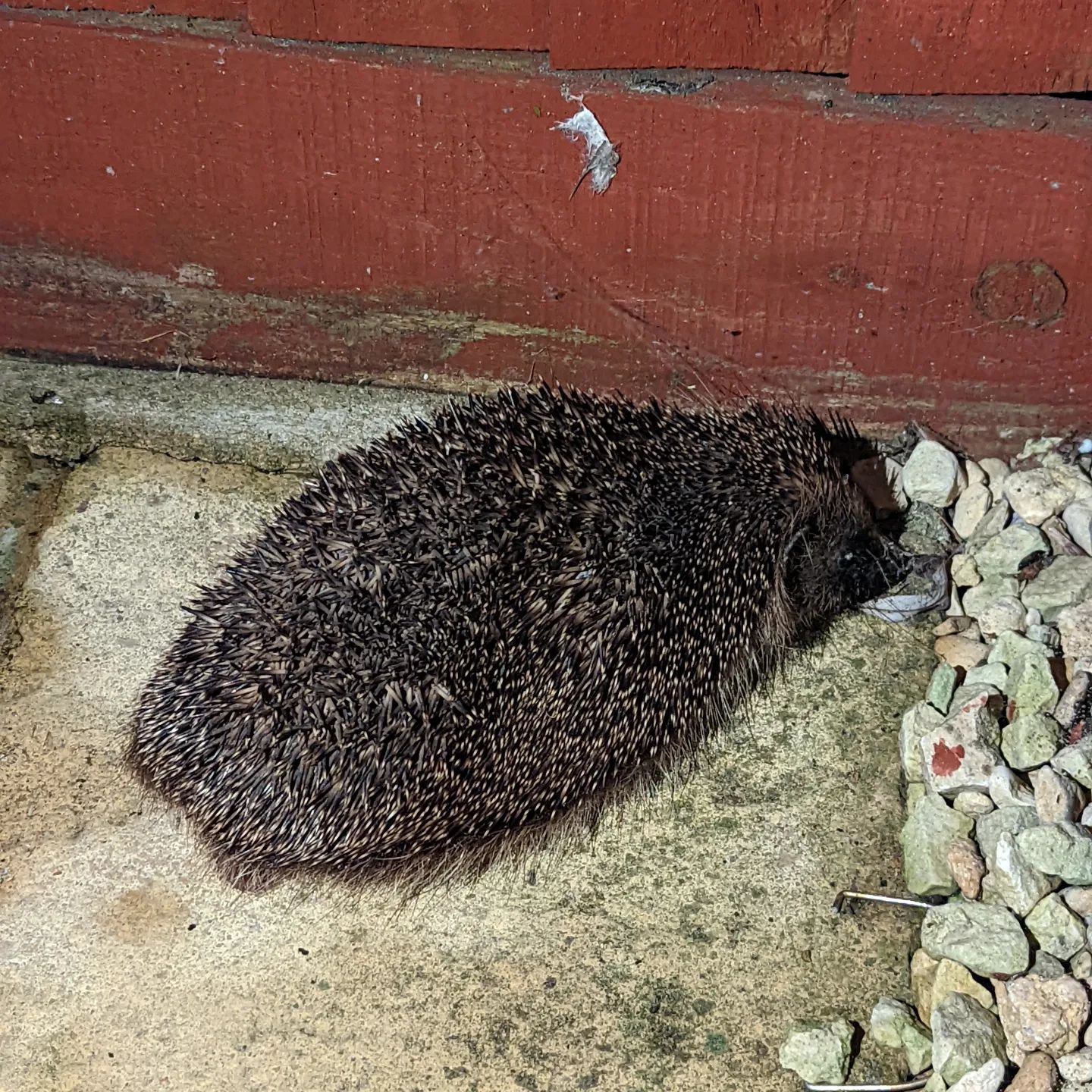 Thanks to Michael Bond (of Paddington fame) and his book Olga da Polga... We now have the most exotically named Hedgehog living somewhere in our garden!Meet Fangio, of Argentine blood (apparently!) ??????(The little lady and I are reading Olga da Polga at the moment)#bookstagram #olgadapolga #michaelbond #paddington #hedgehog #fangio #daddyanddaughter #reading #bedtimestory  #book #bookstagramuk #books