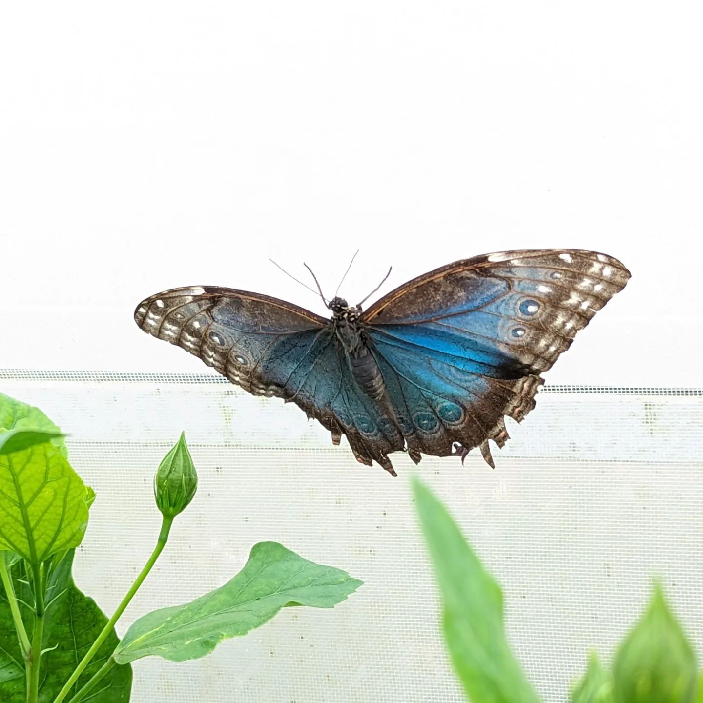 Blenheim Butterflies#blenheim #butterflies #butterfly #butterfliesofinstagram